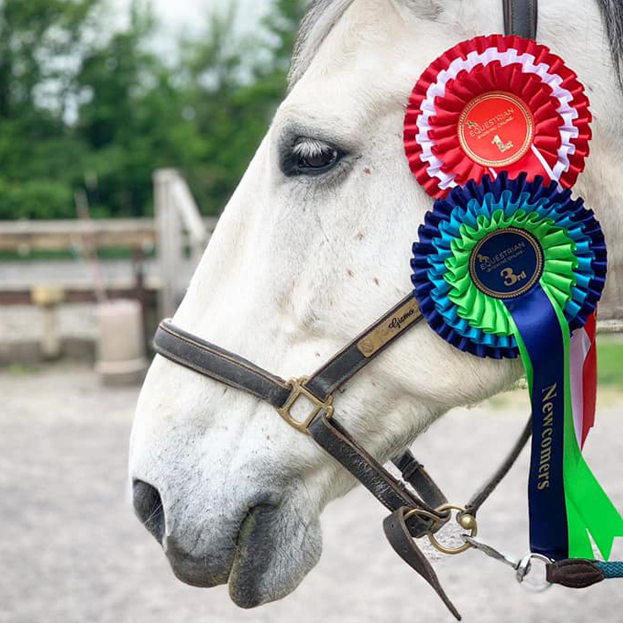 Equestrian Showing Online