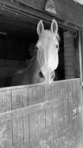 Alex Farren & Star