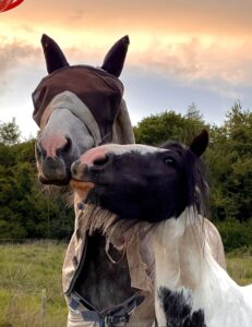 Megan Sidery and Tom & Chief
