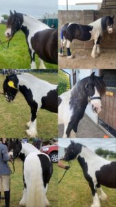 Molly Chorley & World Horse Welfare Elf