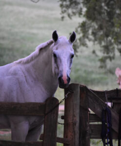 Kamillah Yassin & Frosty