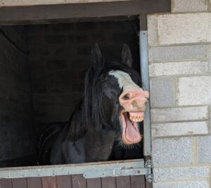 Hollie Ephithite & Diesel (Photo 1)
