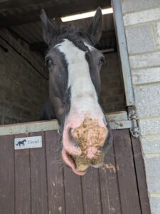 Hollie Ephithite & Diesel (Photo 2)
