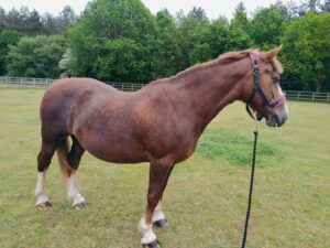 Phoebe Knights & Honey