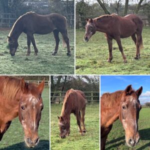 Kelly Latham-Pearmain & KJs Miss Scarlett (34)