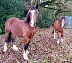Diane Wynne and Nemo and Whisper