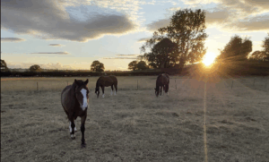 Diane Wynne and Major, Nemo & Whisper