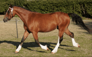 Diane Wynne & Benhill Spinel (Whisper)