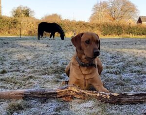 Diane Wynne and Woody and Willow