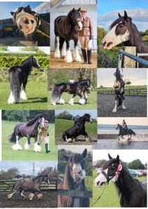 Natasha Swift & Newmarket Freddie