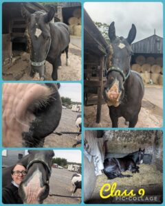Alice Calcott & Elvis