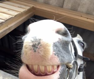 Mollie Webb & Charlie