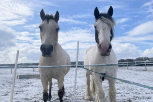 Rachael Smith and Beans Hero & Lismarnys Lady