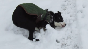 Andrea Newlyn-Jones & Mylo