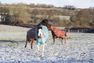 Sera Henbest and Carrie, Comet & Kalila