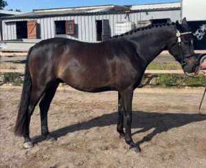 Sera Henbest & SSF Grand Total