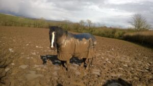 Jackie Arscott & Frank