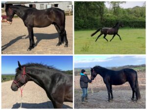 Sera Henbest & SSF Grand Total