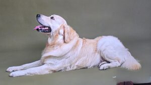 Catherine Brittain & Maverick