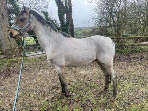 Laurel Carr & Adonis