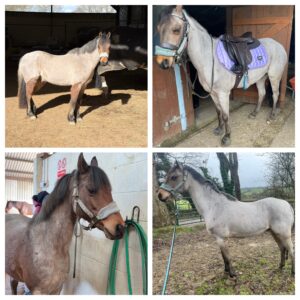 Laurel Carr & Adonis (Welsh Section B)