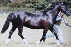 Katrina Chiverton & Derwen Sior (Welsh Section D)