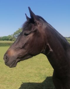 Sera Henbest & SSF Grand Total