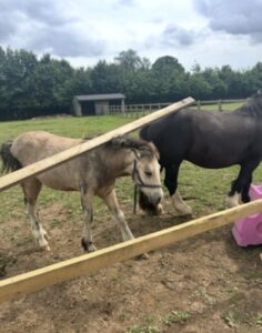 Paige Southern-Reason & Nala