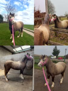 Libbie Jones & Poppy (Welsh Mountain Pony)