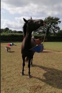 Sera Henbest & SSF Grand Total