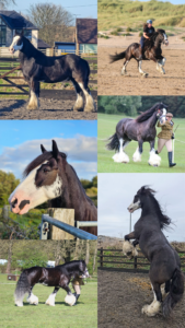 Natasha Swift & Newmarket Freddie (Irish Blagdon Cob)