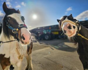 Natasha Swift & Newmarket Freddie